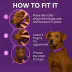 Dog Calming Collar