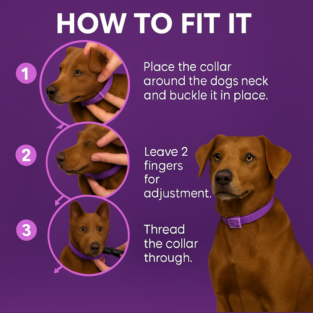 Dog Calming Collar